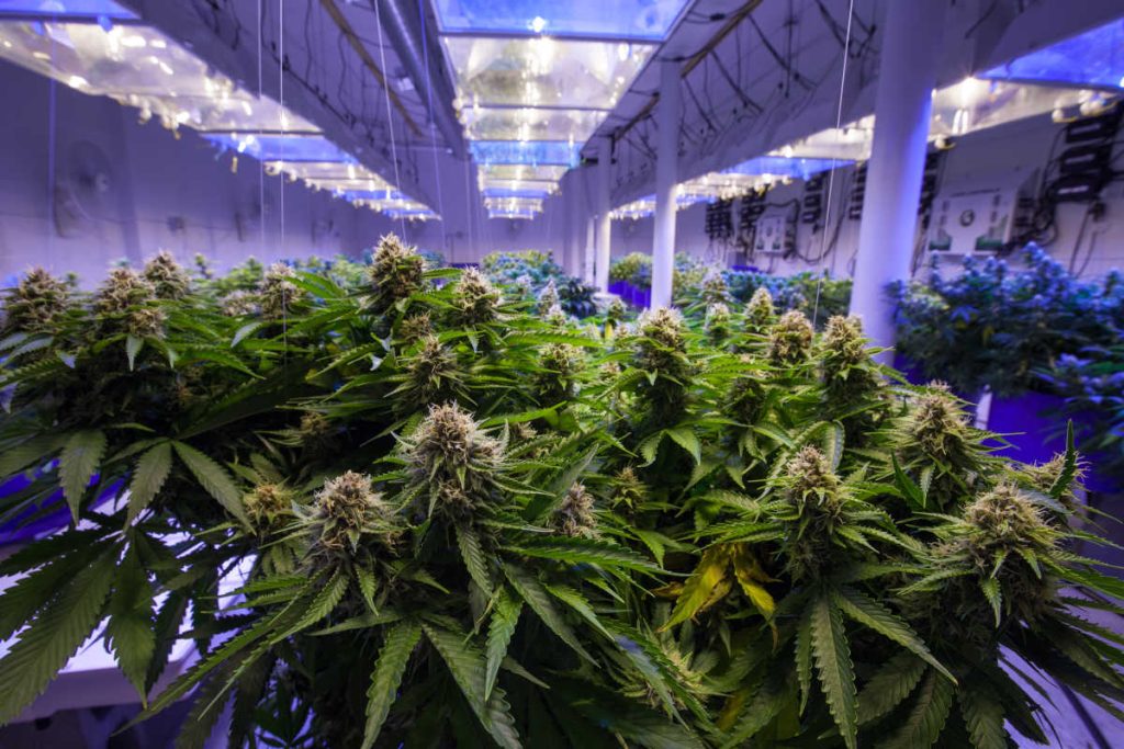 Capa do curso Cultivo Indoor de Cannabis Medicinal – Jean Silva