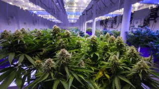 Cultivo Indoor de Cannabis Medicinal – Jean Silva