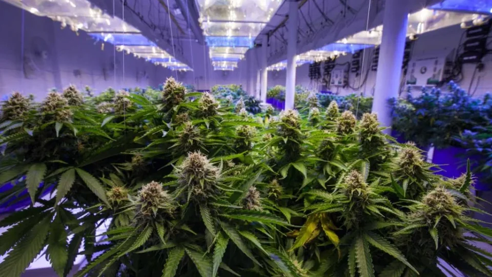 Capa do curso Cultivo Indoor de Cannabis Medicinal – Jean Silva